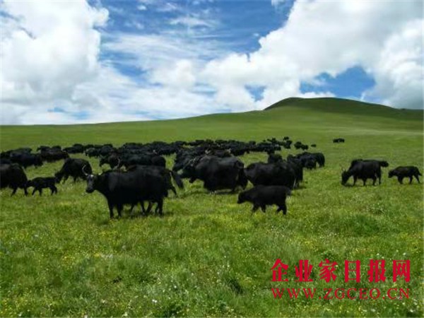 配图4、安多牧场造就了安多牦牛、藏羊肉品独一无二的特性.jpg