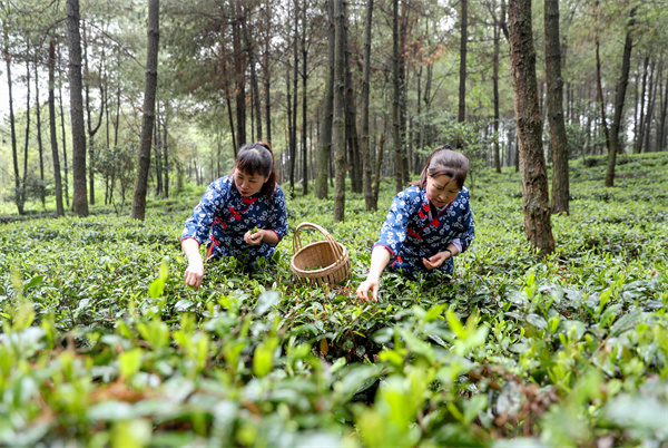 2022年4月17日，四川省广安市前锋区龙滩镇水源村的茶农在采摘改良后的松林有机茶。 (2).JPG