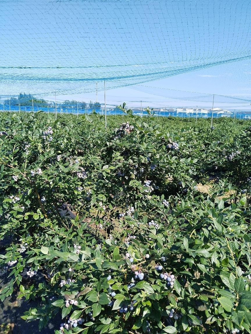 四川省首个富硒蓝莓品牌在成都诞生