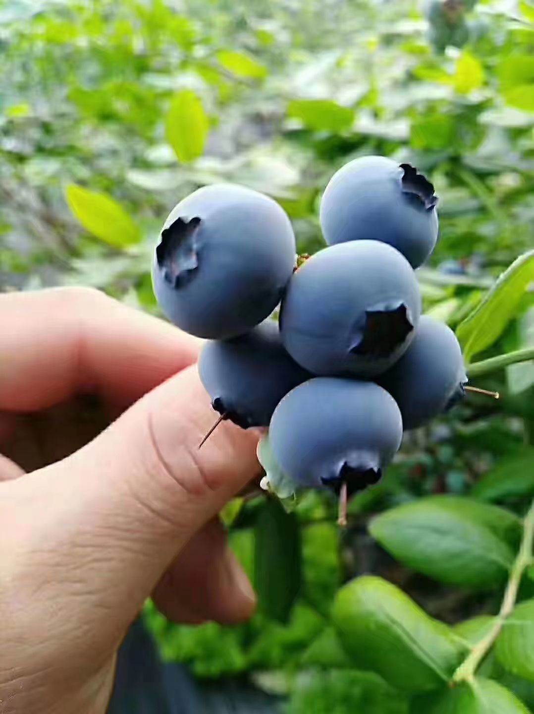四川省首个富硒蓝莓品牌在成都诞生
