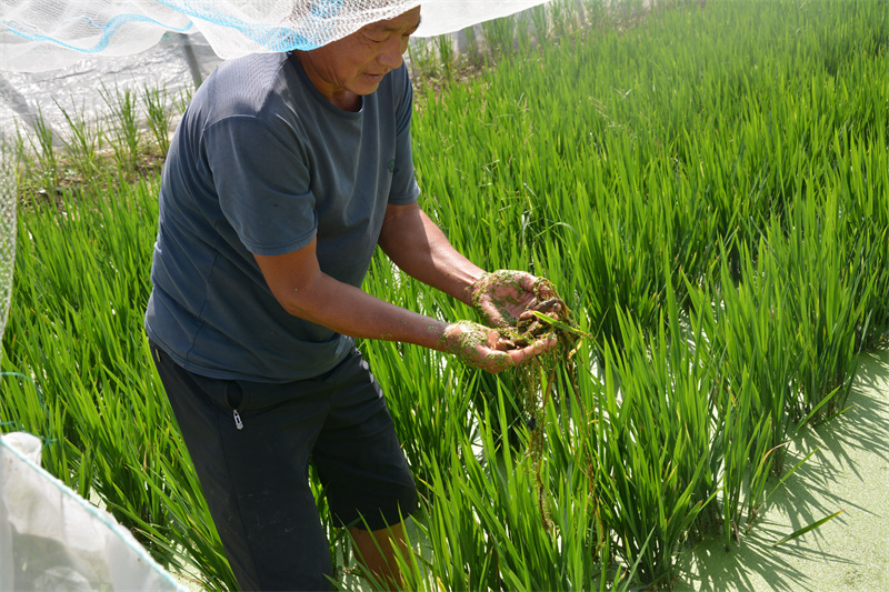 阳信：水蛭田里种水稻一举多得6.jpg