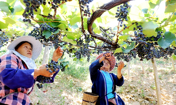 9月6日，在三江侗族自治县同乐苗族乡归东村，两名村民在采摘葡萄。.jpg