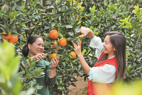 1.云梯村种植的脐橙进入采摘季。 陆跃山  摄_看图王.png