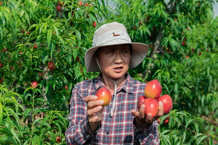 图7为承留镇花石村村民在展示自己种植的油桃.jpg