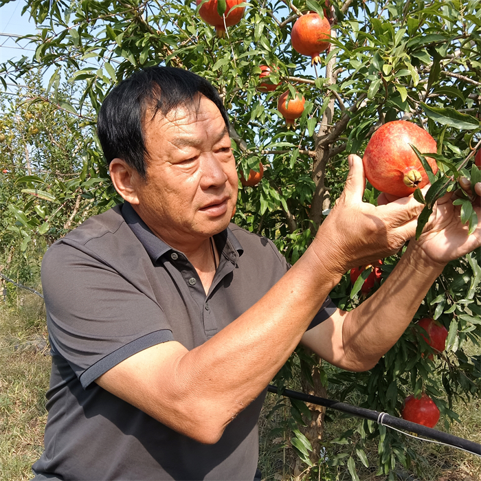山东淄川：国家地标产品富硒软籽石榴喜获丰收 (1).jpg
