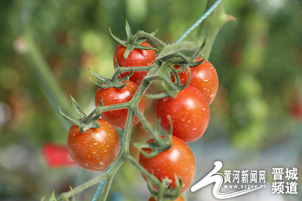 高平:数字赋能 小番茄种出“科技范儿