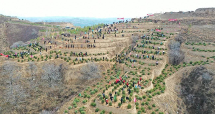 兴县开展义务植树活动