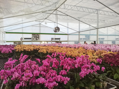 顺丰定制化物流赋能     亿成蝴蝶兰香飘海内外 